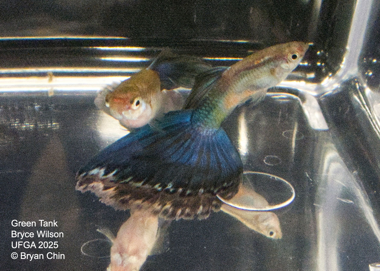 Guppy Green